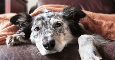 Pets can get colds too so here's how to keep them safe
