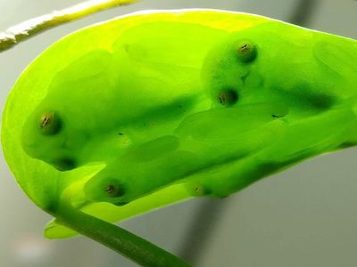 The astonishing vanishing act of the glassfrog, revealed