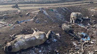 Turkish authorities kill stray dogs and dump the bodies into landfills