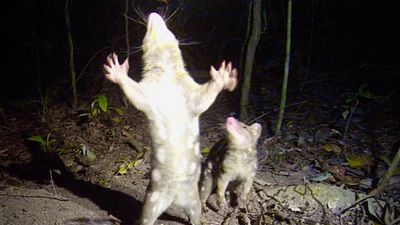 Spotted-tailed quolls back from brink of local extinction in Far North Queensland
