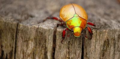 4 creepy crawlies you'll see more of this wet summer – and one iconic beetle you'll probably miss