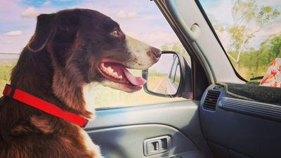 Floss the dog goes on epic Australian road trip to find home, with animal shelters inundated amid rental crisis