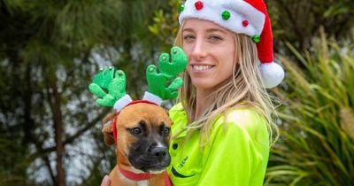 Pet owners urged to keep companions on a short leash this silly season