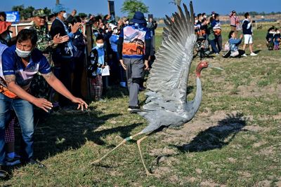 Fly away home: rare Eastern Sarus cranes released in Thailand