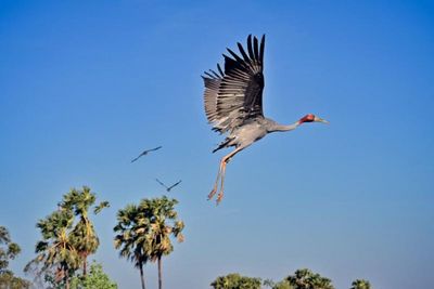 Fly away home: rare Eastern Sarus cranes released in Buri Ram