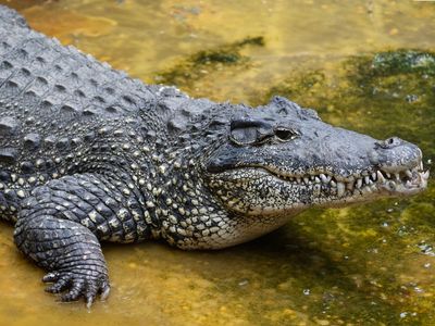 Endangered crocodile dies at Washington DC zoo after biting electrical outlet