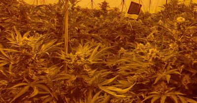 How to spot a cannabis farm on your street when it snows this winter