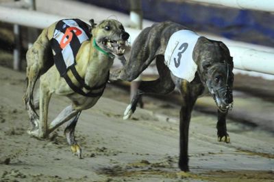 Calls made for ‘barbaric’ greyhound racing to be banned in 2023