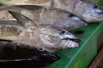 Mercury poisoning in fish: New study reveals a promising way to avoid it