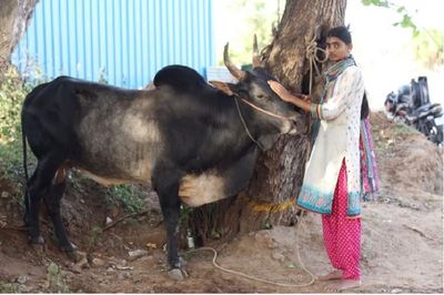Class 12 Madurai Girl Keeps Jallikattu Bull As Her Friend, Trains Him For Sport