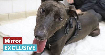 Affectionate dog who adores cuddles needs forever family to love him