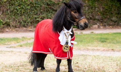 ‘He’s been on German TV!’ Barred from the pub, Patrick the pony is making the most of his fame