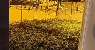 Biggest cannabis farms busted this year including one in former care home