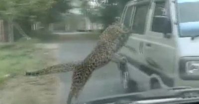 Leopard injures 15 in one town as beast goes on 'very aggressive' rampage