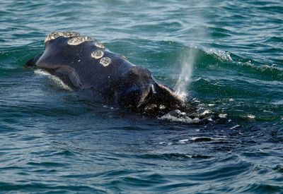Feds: Vanishing right whale must remain on endangered list