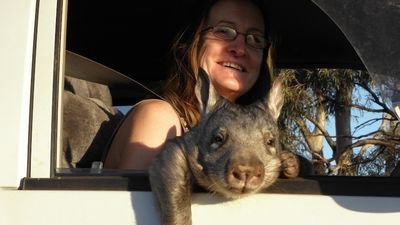 Southern hairy-nosed wombat population booms on Nullarbor after drought breaks