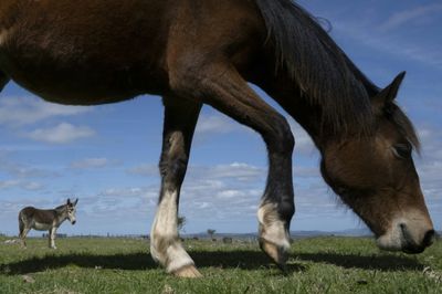 In Uruguay, an effort to save horses from foreign plates