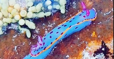 'Flamboyant' sea slug wows hundreds after woman snaps colourful photo in rock pool