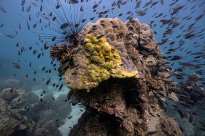 Yellow-band disease ravaging Thailand's coral reefs