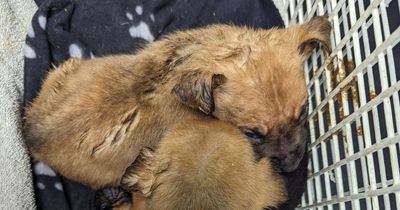 Tiny puppies seized during Christmas Day raid by Scots charity as 24 dogs rescued