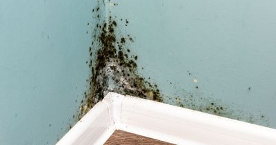 How Sunderland tenants worried about mould and damp can report issues with new hotline