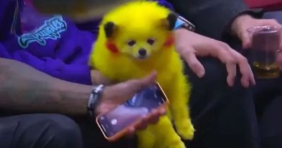 Dog owner sparks anger after dyeing pet to look like a Pokémon