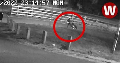 A man tied a dog to a fence and beat it in shocking footage handed to the RSPCA