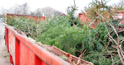 How and where you can recycle your Christmas tree in Wales in 2022