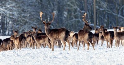 Raby Castle Deer Park to host New Year's Day winter walk in support of dog charity