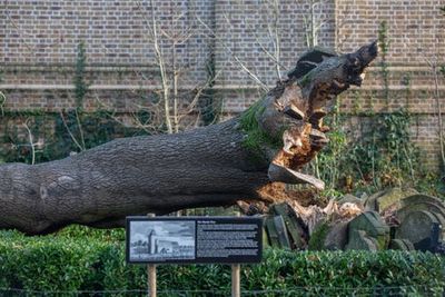 Gravestone-encircled ‘Hardy Tree’ tree falls in Camden