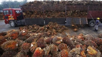 Traders can import refined palm oil without licence till further orders