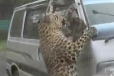 Leopard injures 15 people on two day rampage through Indian city Jorhat