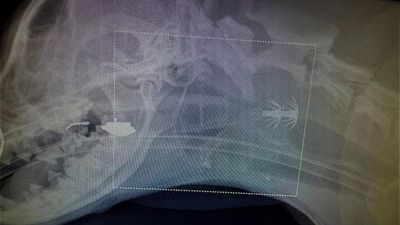 Dog's lucky escape after swallowing barbed squid jig fishing lure