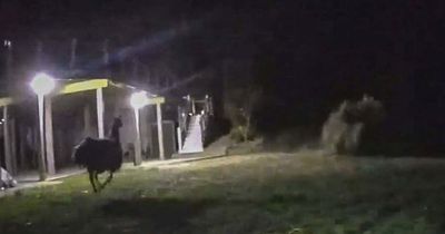 Runaway llama causes chaos after sending bemused police on wild goose chase