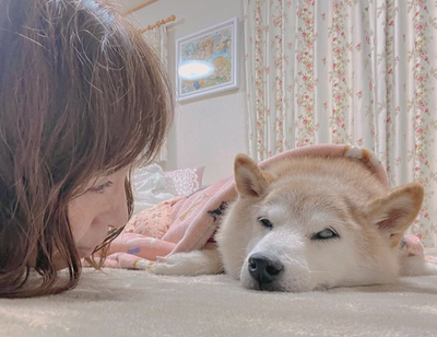 Famed Shiba Inu dog who inspired ‘doge’ meme is critically ill with leukemia: ‘Get well soon Kabosu’