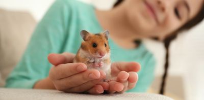 What risks could pet hamsters and gerbils pose in Australia?
