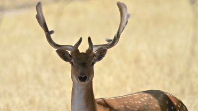 Draft national feral deer action plan aims to manage populations