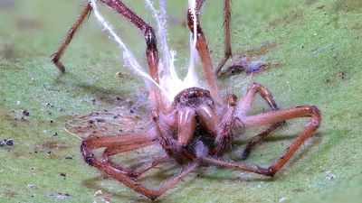 Citizen scientist 'stoked' to discover new species of mould in New South Wales rainforest