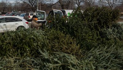 Where to take your Christmas tree after the holidays