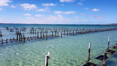 Enjoying oysters this summer? Growing them from ocean to table is often an invisible process