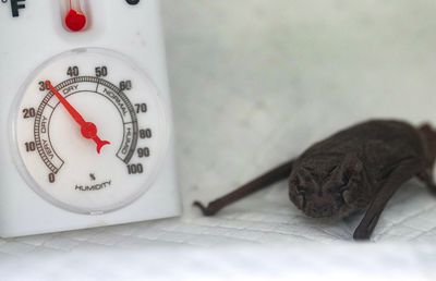 1,600 bats fell to the ground during Houston's cold snap. Here's how they were saved