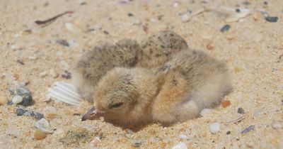 South Coast threat as endangered shorebird nests meet summer crowds