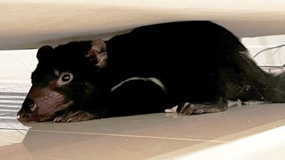 Tasmanian devil found under couch in Hobart home, after being mistaken for dog's plush toy