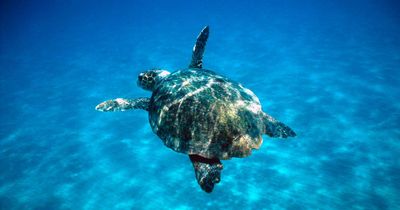 Turtle population thriving in Cyprus thanks to MoD and civilian volunteers