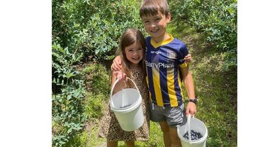 Pick your own blueberries at the Clyde River Berry Farm