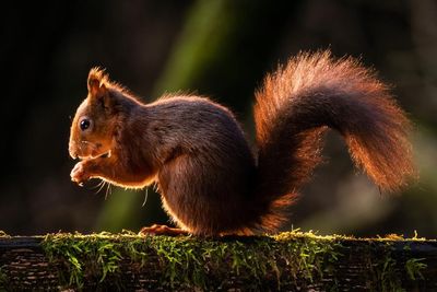 Red squirrel conservation efforts need a rethink, report suggests