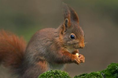 Calls to rethink red squirrel conservation strategy