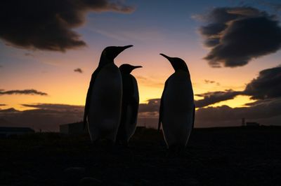 They survived the hunters: now king penguins face climate change