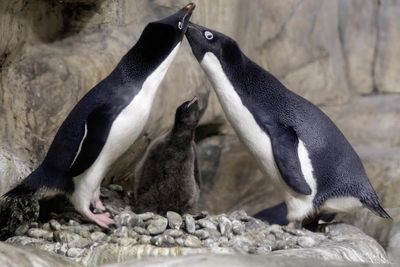 Antarctic penguins recognise themselves in mirror, hinting they belong to small list of self-aware animals