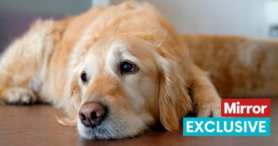 Expert shares how to keep your dog calm on New Year's Eve and what to avoid